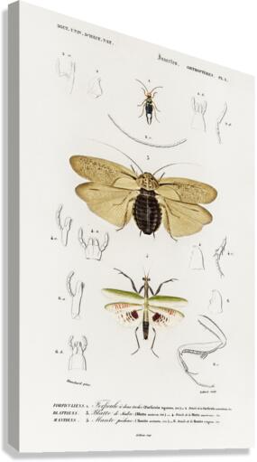 Different types of insects Canvas Print