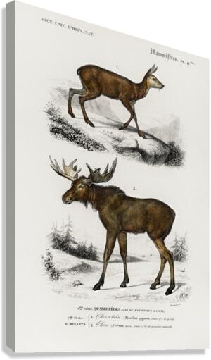 Different types of insects Canvas Print