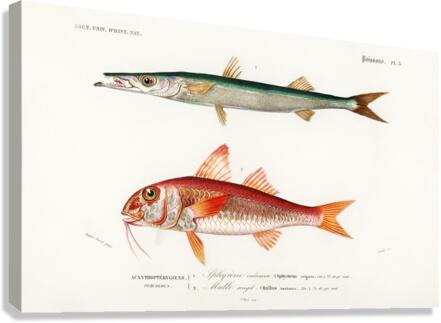 Different types of fishes Canvas Print