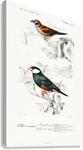 Red-cheeked Cordonbleu Uraeginthus Bengalus and Java Sparrow Lonchura Oryzivora Canvas Print