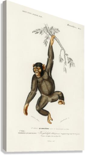 Vintage monkey poster Canvas Print