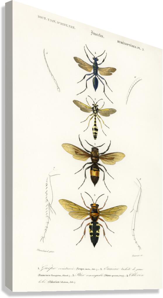 Different types of wasps Canvas Print