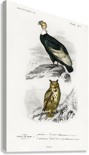 Different types of wasps Canvas Print