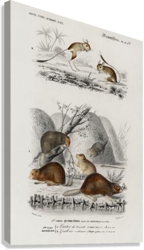 Beaver Castor and Jerboa Dipus Canvas Print