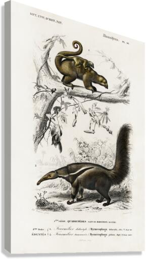 Pygmy anteater Cyclopes didactylus and Giant anteater Myrmecophaga tridactyla Canvas Print
