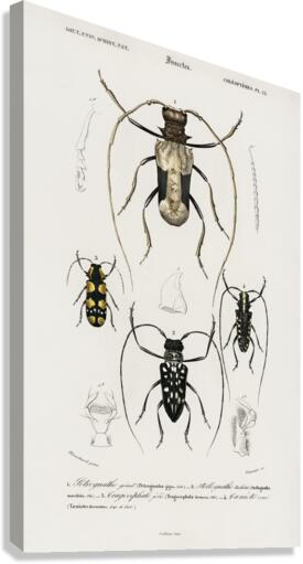 Different types of beetles Canvas Print