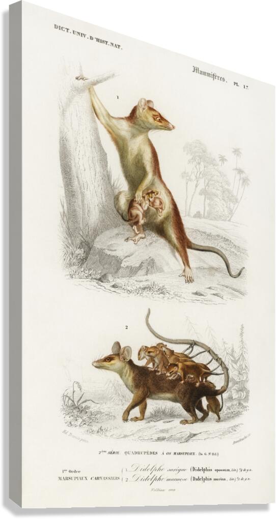 Opossum Didelphis and Opossum Didelphis Canvas Print