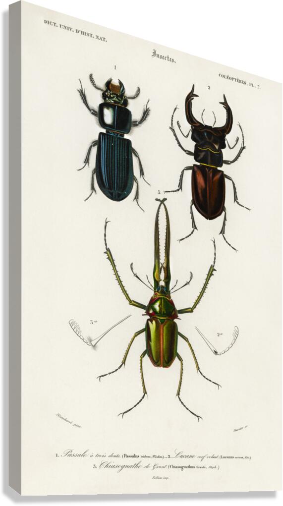 Different types of beetles Canvas Print
