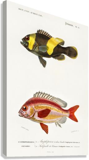 Different types of fishes Canvas Print
