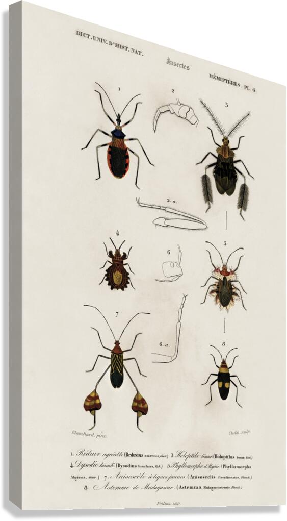 Different types of insects Canvas Print