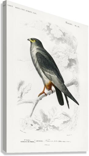 Different types of birds Canvas Print