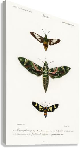 Different types of moths Canvas Print