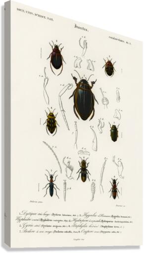 Different types of beetles Canvas Print