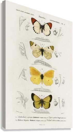 Different types of mollusks Canvas Print