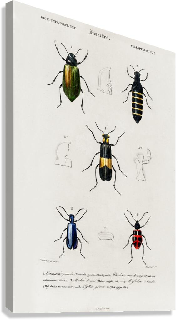 Different types of beetles Canvas Print