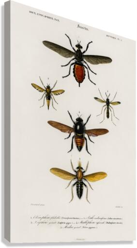 Different types of insects Canvas Print