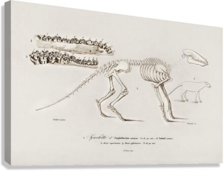 Ungulate Anoplotherium Canvas Print