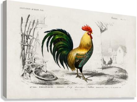 ictionnaire Universel D histoire Naturelle D Orbi 1694477606.4411 Canvas Print