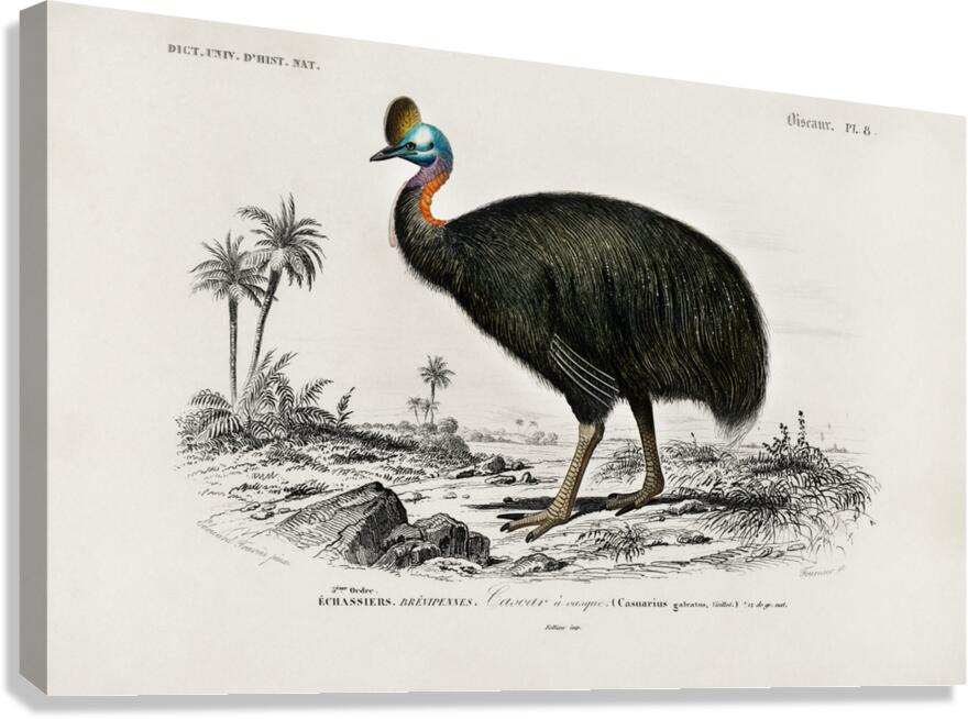 Casoar à casque bird Canvas Print