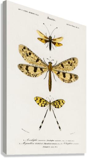 Collection of insects Canvas Print