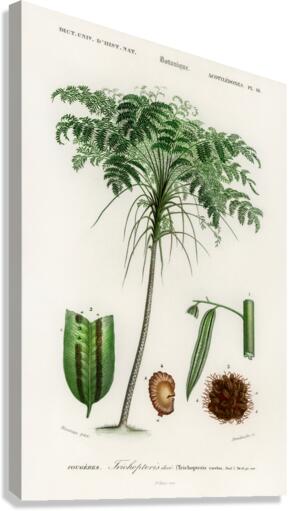 Trichipteris excelsa Canvas Print