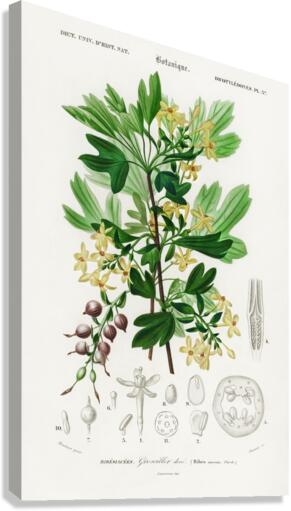 Hummingbird fuchsia Fuchsia gracilis Canvas Print