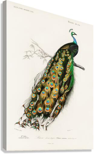 Indian peafowl bird Canvas Print