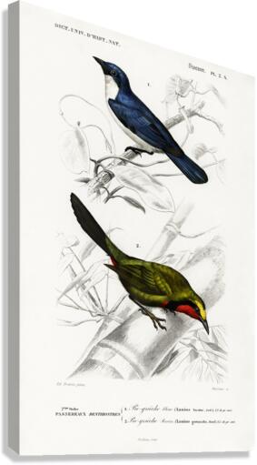 Different types of birds Canvas Print