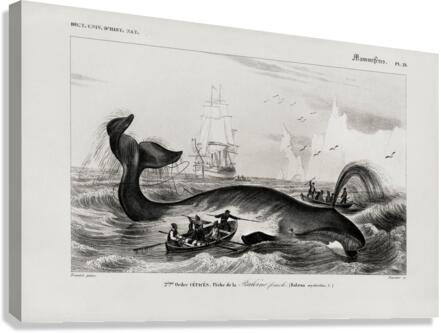 Balaena mysticetus Bowhead whale Canvas Print