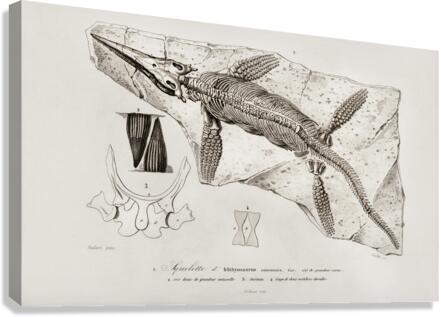 Chthyosaurus Canvas Print