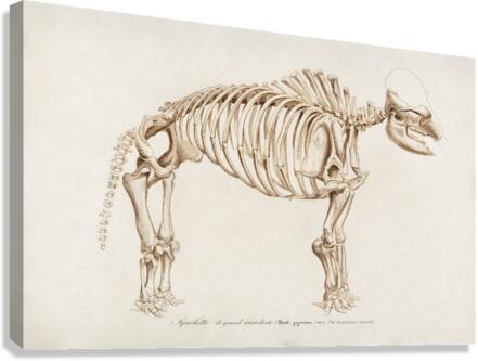 Mudpuppy Menabranchus lateralis and Greater siren Siren lacertina Canvas Print