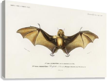 Bat Roufsette Canvas Print
