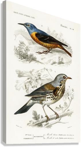 Different types of birds Canvas Print
