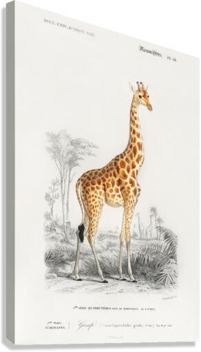 Vintage giraffe poster Canvas Print