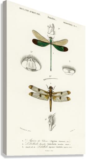 Different types of dragonflies Canvas Print