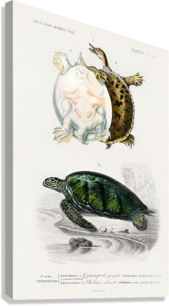 Green Sea Turtle Chelonia mydus and Spiny softshell turtle Gymnopus spiniferus Canvas Print