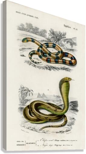 Coral Snake Elaps Corallinus and Egyptian Cobra Naja Hoje Canvas Print