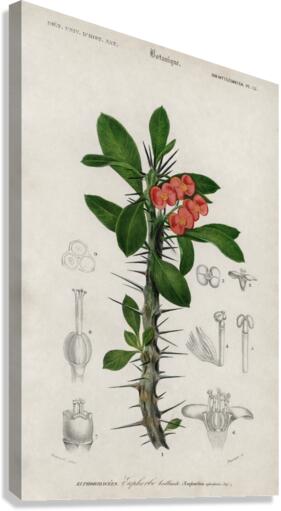 Euphorbia Splendens Canvas Print