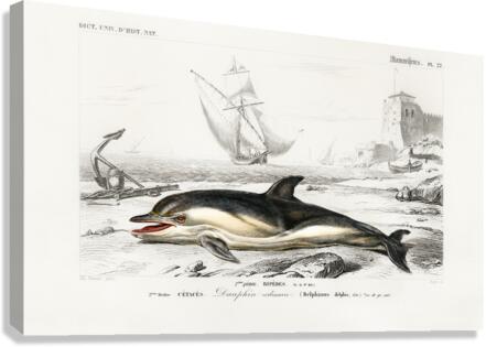 Delphinus delphis Canvas Print