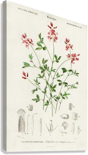 Indigofera procumbens Canvas Print