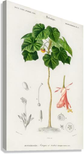 Astrapoea Wallichii Canvas Print