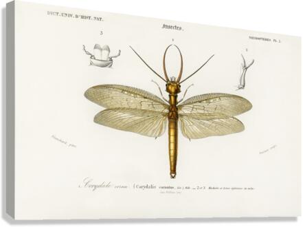 Eastern dobsonfly Corydalus cornutus Canvas Print