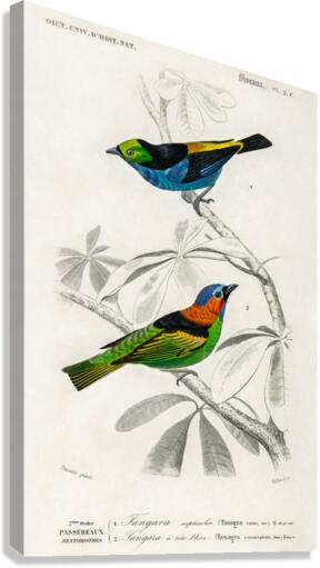 Different types of birds Canvas Print