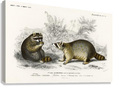 Raccoon Procyon lotor Canvas Print