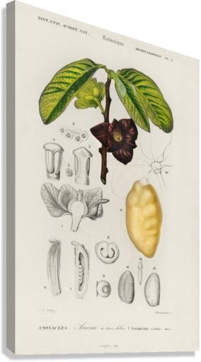 Asimina triloba Canvas Print