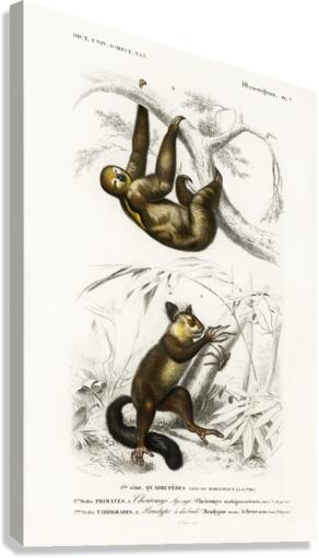 Three-toed Sloth Bradypus ustus and Aye-aye Cheiromys madagascariensis Canvas Print
