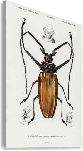 Enoplocerus Armillatus Canvas Print