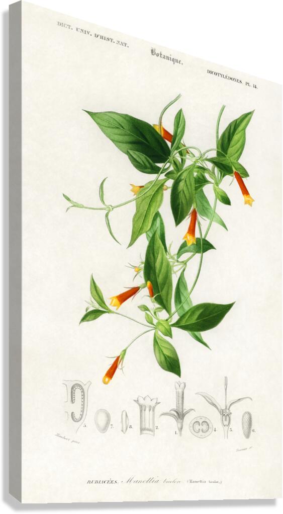 Strobilanthes sabiniana Canvas Print