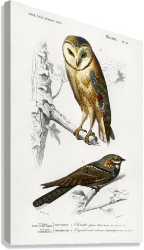 Different types of birds Canvas Print