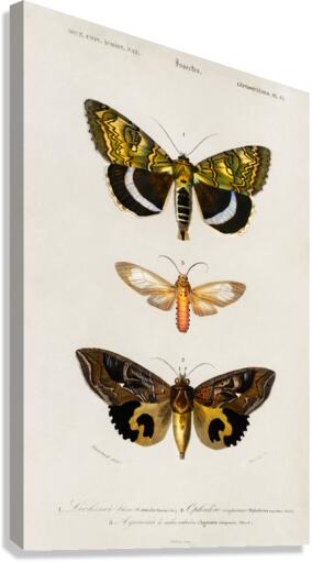 Different types of moths Canvas Print
